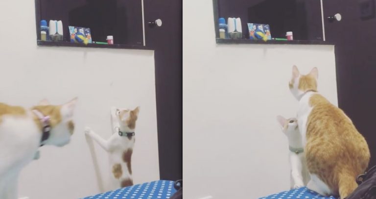 kitten asks sister for help