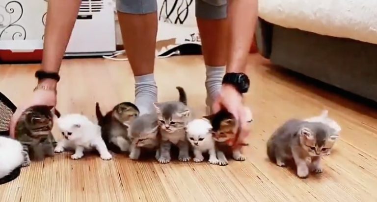 Kittens Will Not Sit Still for Family Photo