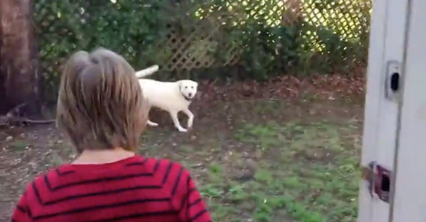 Beautiful Song Expresses The Parallels Between God And Dogs Beautiful Song Expresses The Parallels Between God And Dogs