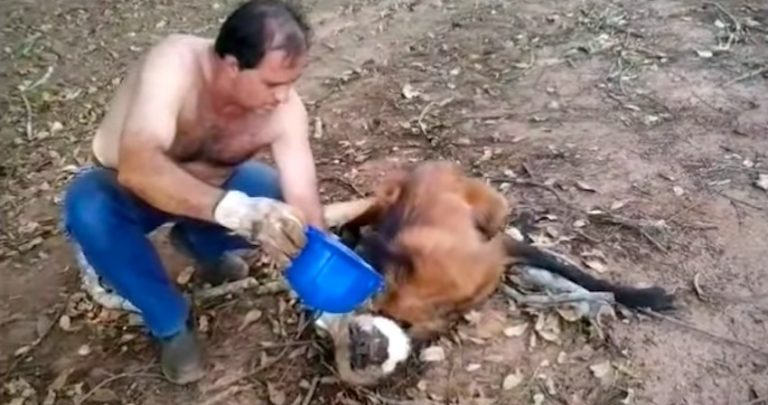 maned wolf rescue