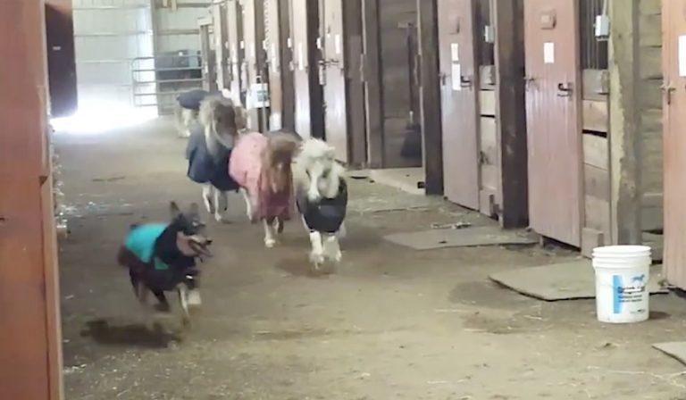 Adorable Mini Horses Race Dog Around Barn