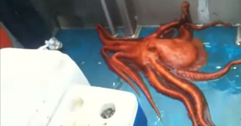 Octopus Squeezes Through Incredibly Tiny Gap In Boat
