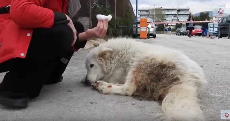 Gentle Stray Dog Who Was Overlooked For Years Finds A Happy Home For Her Final Months