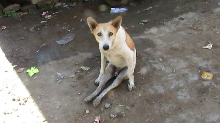 Street Dog Paralyzed By Accident Makes Heartwarming Recovery