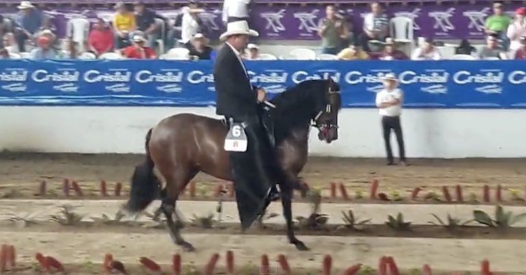 paso fino