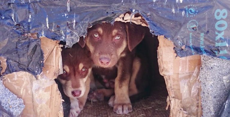 rescuers in Turkey
