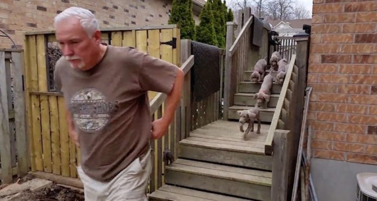 puppies pee on command