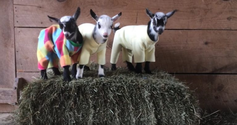 Adorable Pygmy Goat Kids Have Pajama Party In Barn