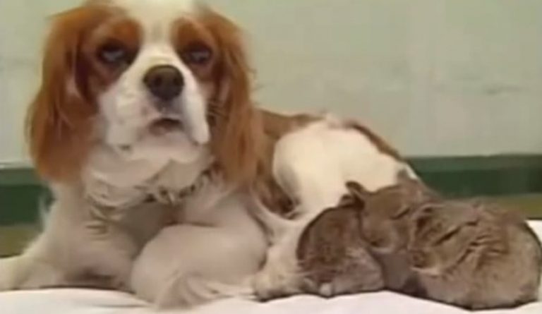 Orphaned Baby Rabbits Find The Will To Live Thanks To Surrogate Spaniel