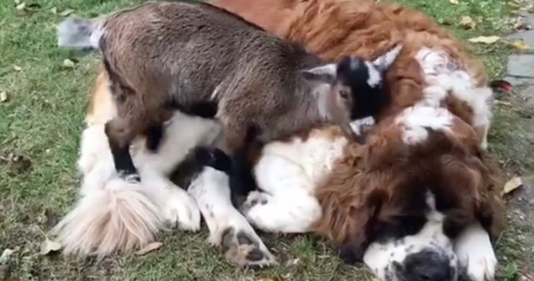 goat cuddles St. Bernard