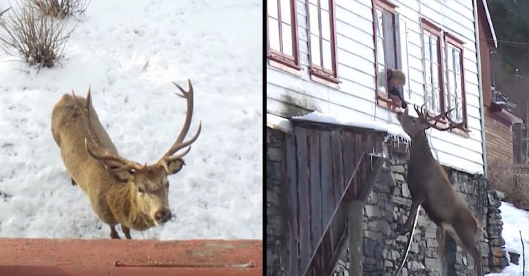 Widow Befriends Stag Who Visits Her Mountainside Home Every Day