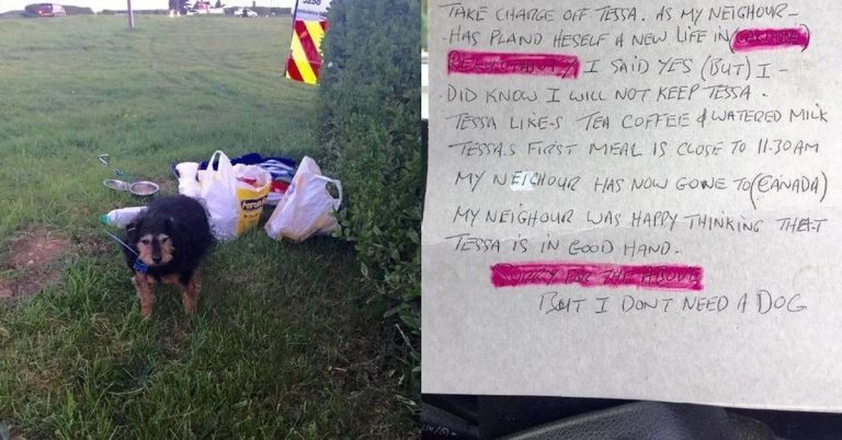 Elderly Dog Abandoned Behind A Bush With A Note Reading ‘I Don’t Need A Dog’