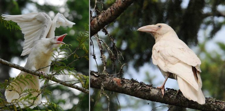 Photographer Uncovers The White Ravens Of Legend In West Coast Forest