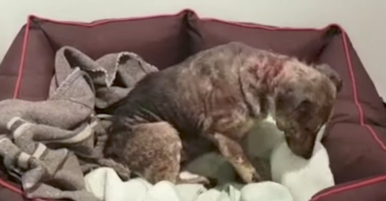 Dog Rescued From Cruel Owners Gets Her First Bed And Can Hardly Believe It