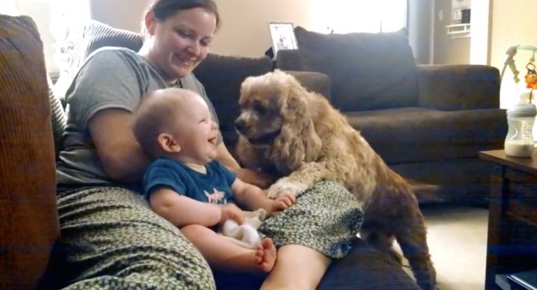 Baby Giggles Adorably At Cocker Spaniel Playing Fetch