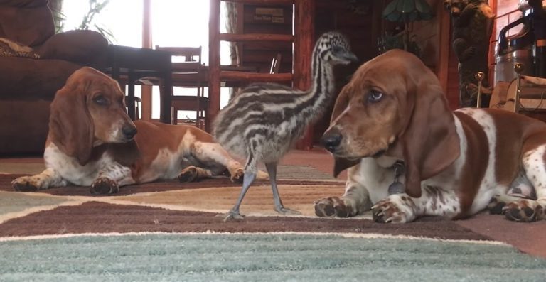 Baby Emu Loves Playing With Basset Hounds
