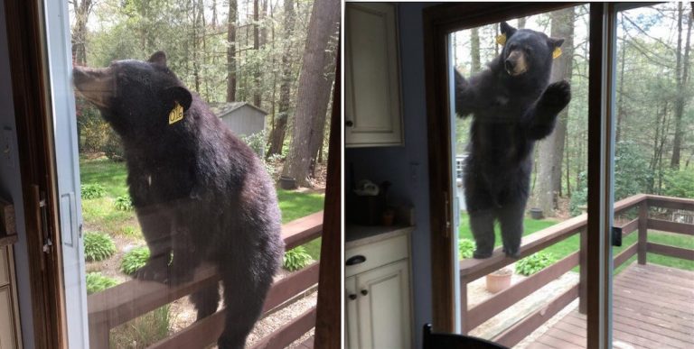 bear at window