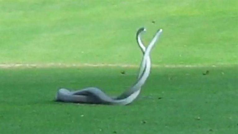 Two Of The World’s Deadliest Snakes Caught Fighting On Golf Course