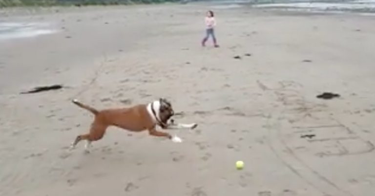 Funny Boxer Dog Can’t Believe It When He Wipes Out While Playing Fetch
