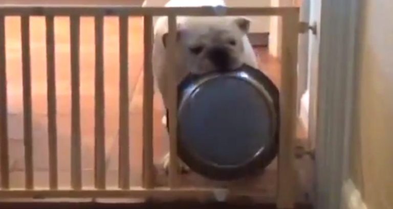 Bulldog Tries To Figure Out How To Get His Dinner Bowl Through Gate