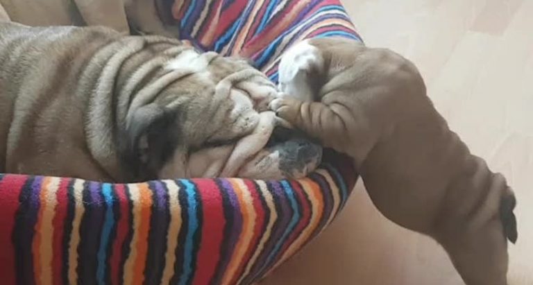 Tilly the bulldog
