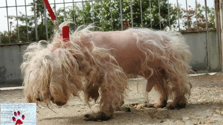 Senior Dog Abandoned After Years Of Neglect Belongs In A Hug