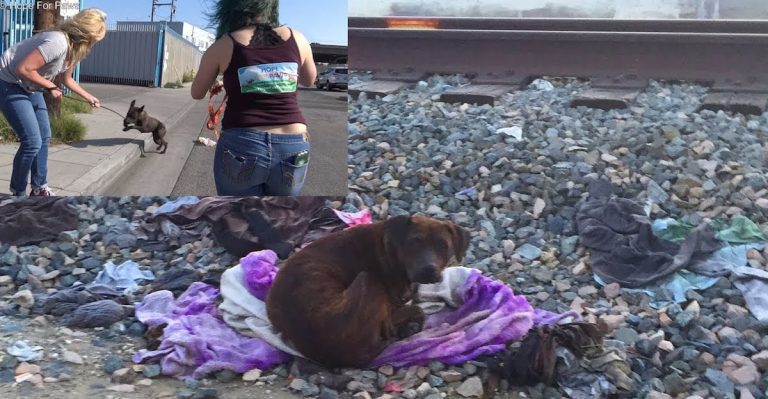 Homeless Pit Bull Sits By Her Deceased Friend For Two Weeks