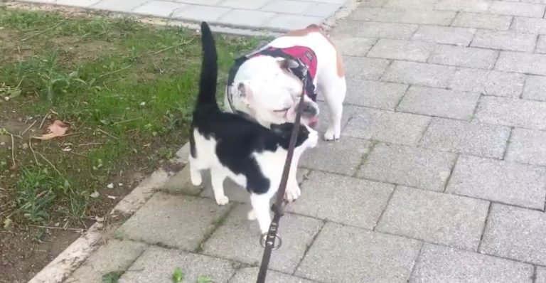 cat cuddles bulldog on walk