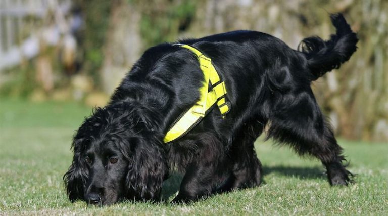 Rescued Cocker Spaniel Becomes World’s First Dog Trained To Find Missing Cats