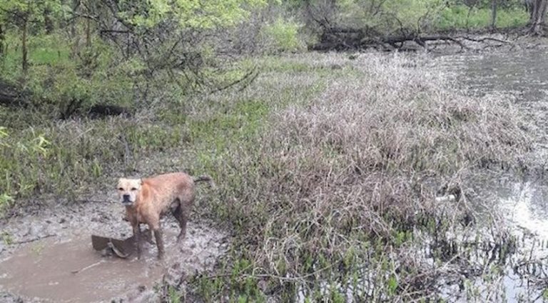 Dog Chained To Cinder Block And Left To Die Rescued By Park Rangers