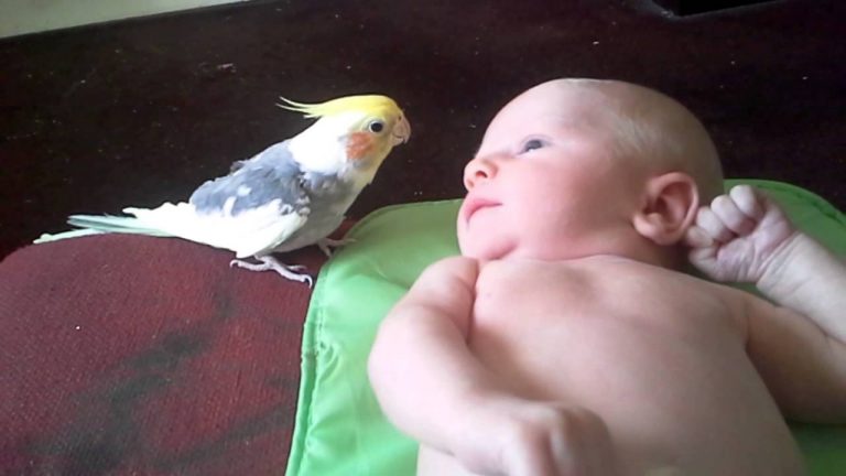 Sweet Cockatiel Sings Sweet Lullaby To 2-Week-Old Baby