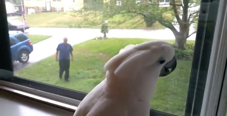 Cockatoo Can’t Contain His Excitement When He Sees His Dad Coming Home From Work