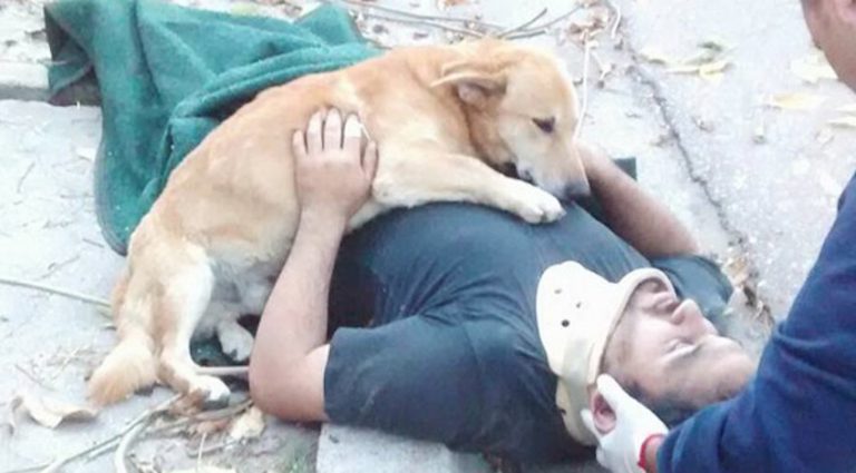 Concerned Dog Refuses To Leave His Dad’s Side After He Gets Hurt In A Fall