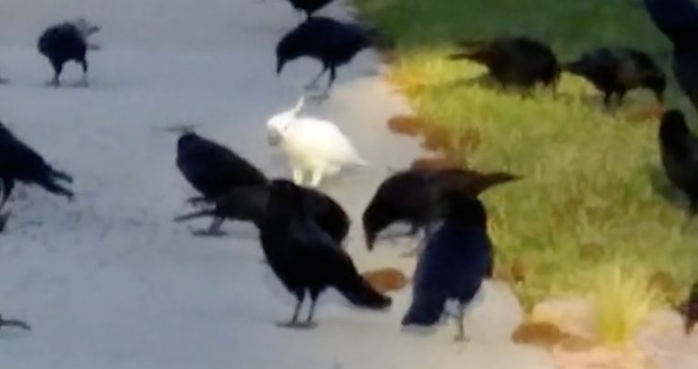 crows and cockatoo
