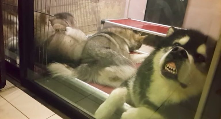 Alaskan Malamute Dad Needs a Break From His Rambunctious Puppies