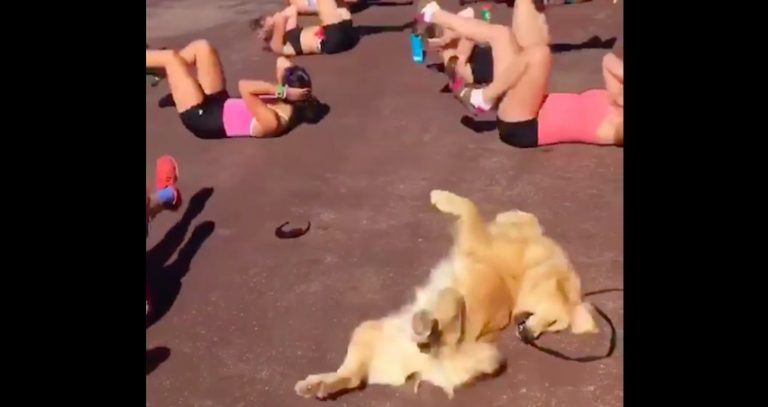 Adorable Dog Is Getting That Beach Body Ready For Summer