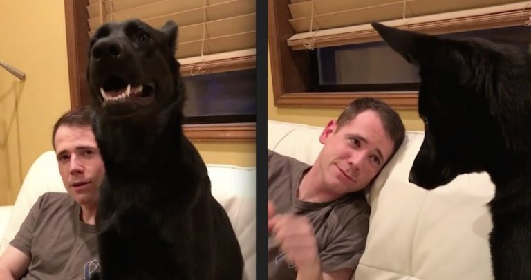 Dad ‘Boops’ His Dog’s Nose But Is Taken By Surprise By What His Dog Does Back