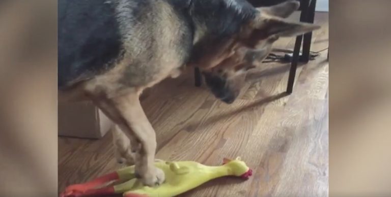 dog checks pitch