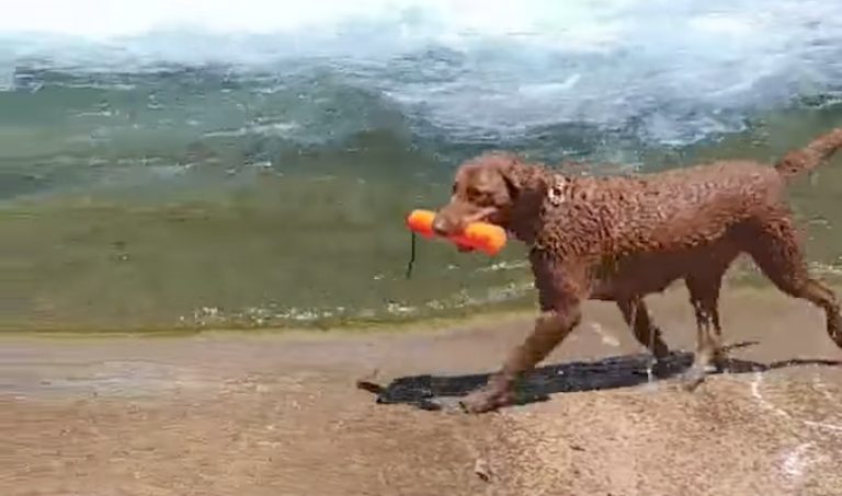 Clever Dog Figures Out How To Play Fetch On His Own