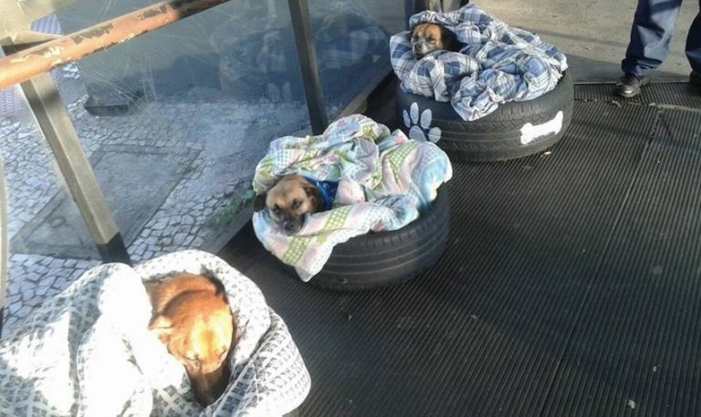 Bus Station Staff Open Their Hearts And Their Doors To Stray Dogs In Cold Weather