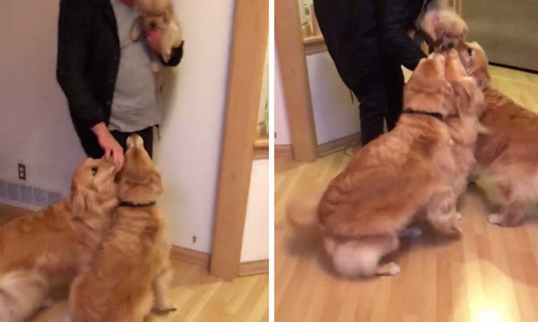 Golden Retrievers Are Super Excited To Meet Their New Puppy Sister