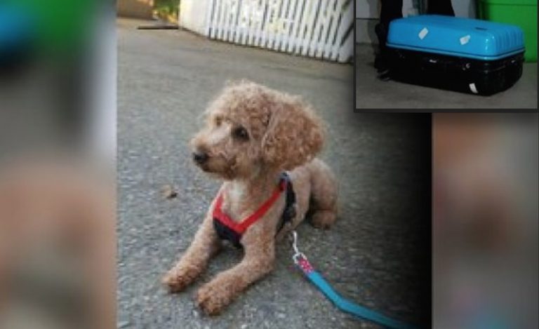 Friendly Poodle Found Locked In Suitcase And Abandoned In Ditch