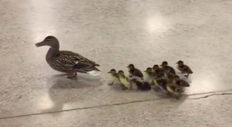 Mother Duck Leads Her Tiny Ducklings Through High School To Creek