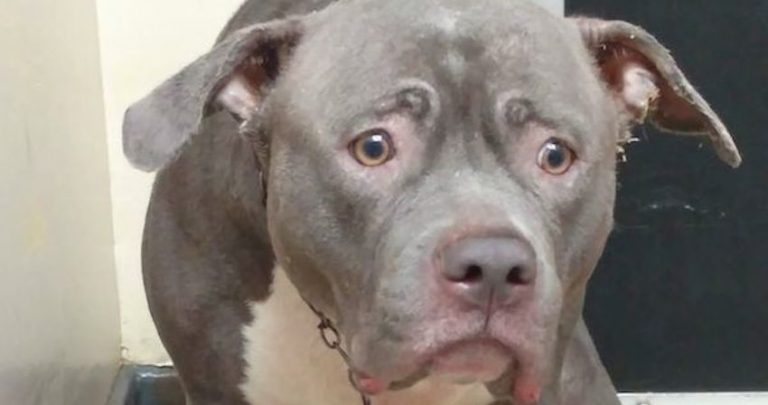 The Pit Bull Who Was Heartbroken When Realized She Was Left At Shelter Finds A Family