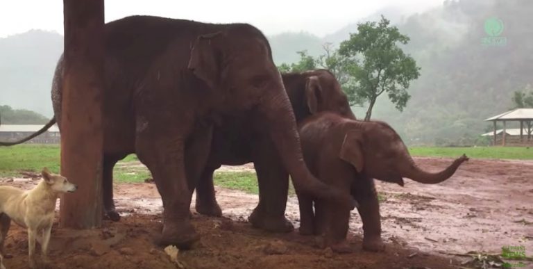 Three Elephants Try To Coax Baby To Go To Sleep