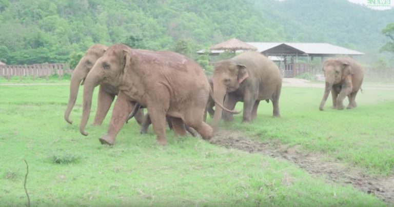 elephants run to baby