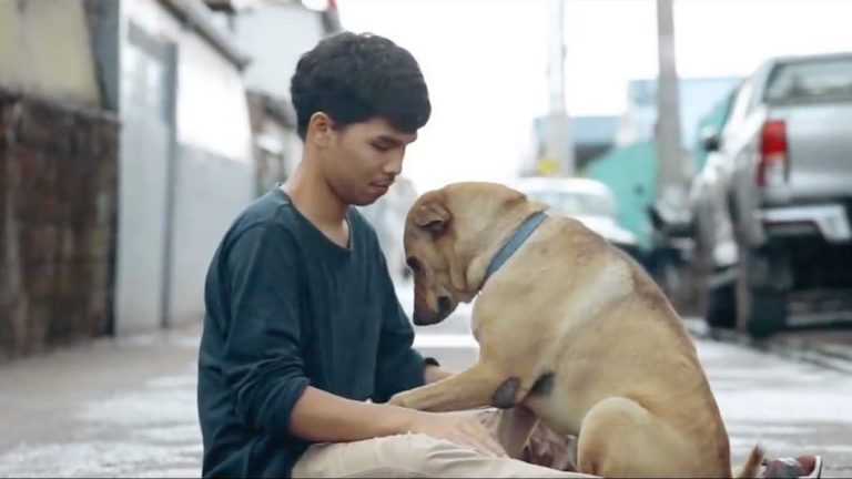 Stray Dog Melts Into Man’s Arms When He Gives Her A Hug