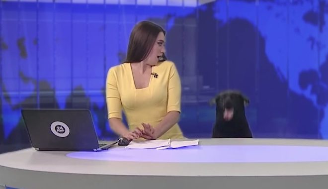 Friendly Dog Startles News Anchor In The Middle Of Broadcast