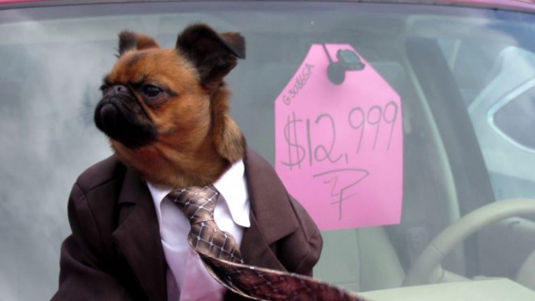 Tiny Dog In Suit Is The Perfect Used Car Salesman