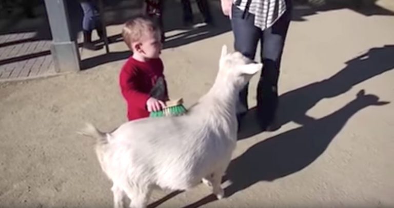 Goat’s Fart Scares The Daylights Out Of Little Kid